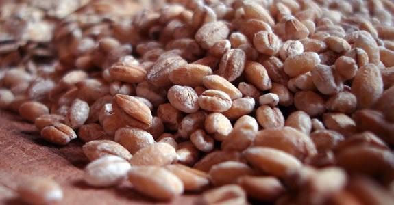 Commodity Marketing Company Services Commodity Marketing Company Services Grains