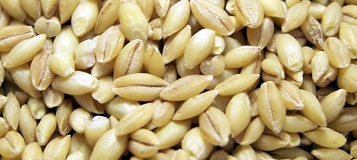 barley-hulled