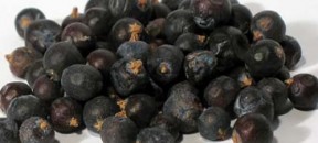juniper_berries