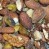mixed-tree-nuts