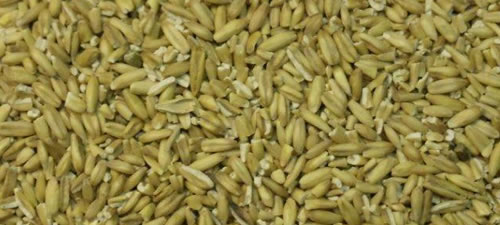 oats-groats-plain